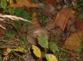 VIEW PICTURE - 2816 x 2112px - 2435kB