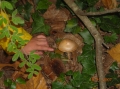 VIEW PICTURE - 2816 x 2112px - 2734kB
