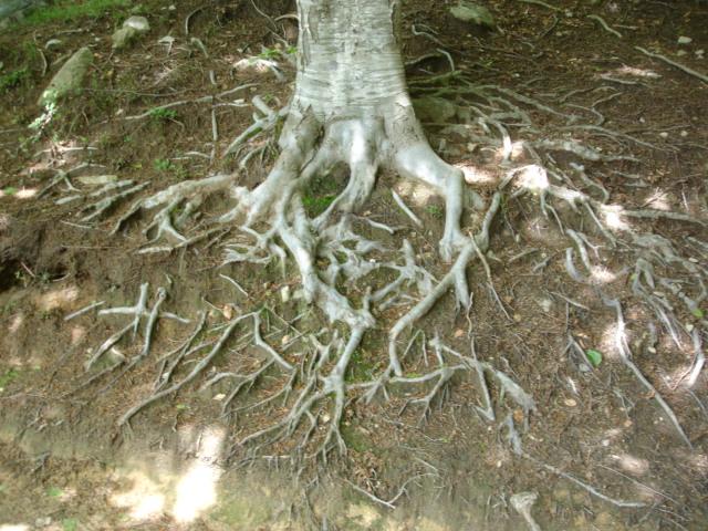 DSC05471.JPG