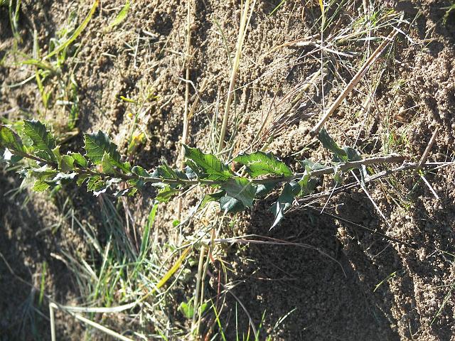 100_9879.JPG